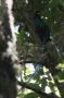 CostaRica06 - 027